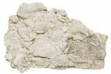 Partial, Cretaceous Rudist (Durania) - Kansas #216485-1